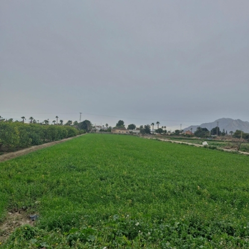 Catral Baix Segura plot foto 6345586