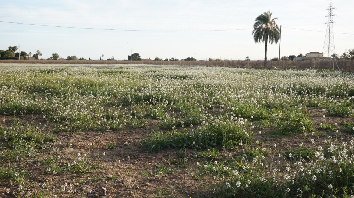  kaufen Grundstück Las Bayas Baix Vinalopó 2