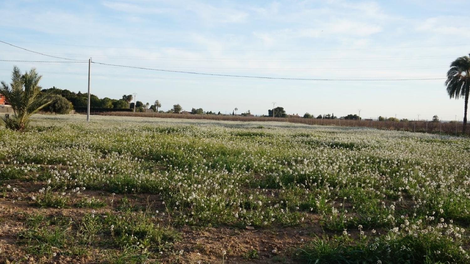  kaufen Grundstück Las Bayas Baix Vinalopó 1