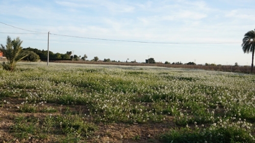 Las Bayas Baix Vinalopó Grundstück Bild 6345788