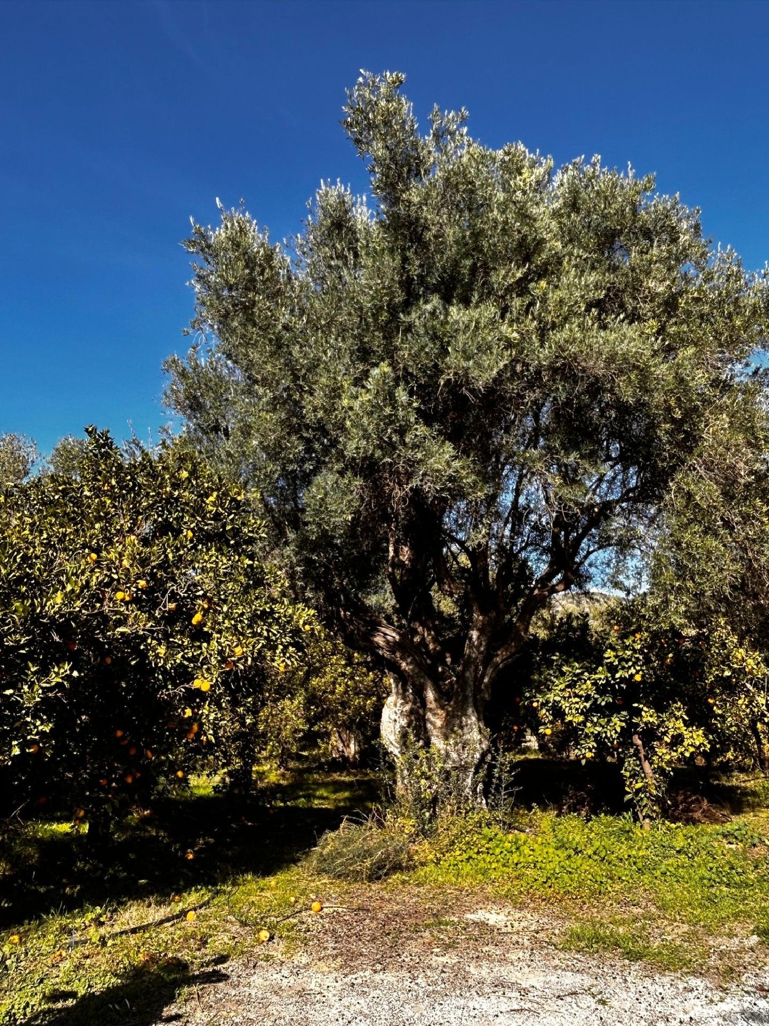  kaufen Grundstück Lecrín Valle De Lecrín 3