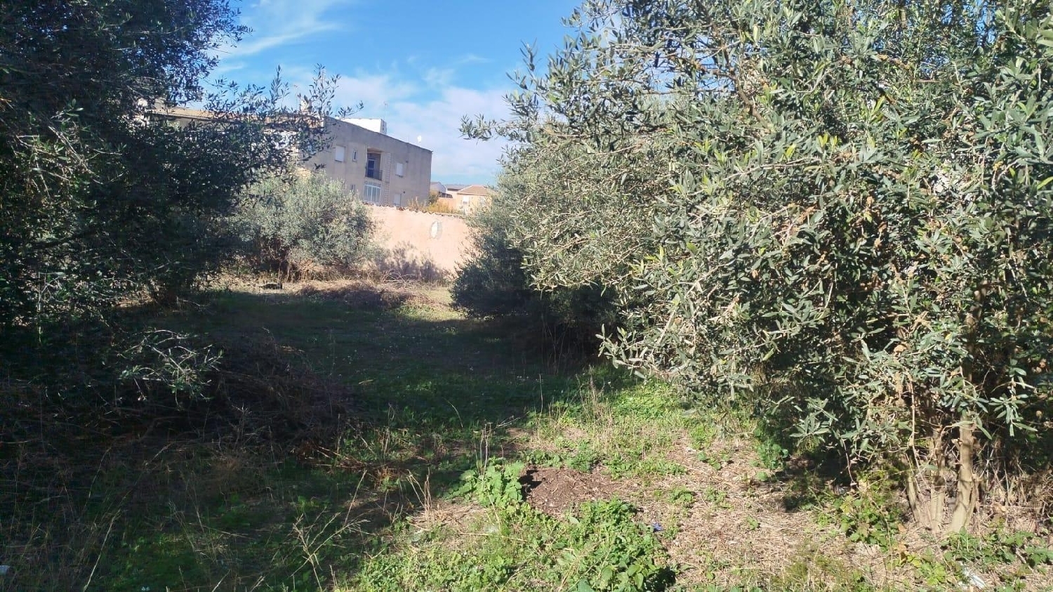  à vendre terrain L'olleria Vall D'albaida 2
