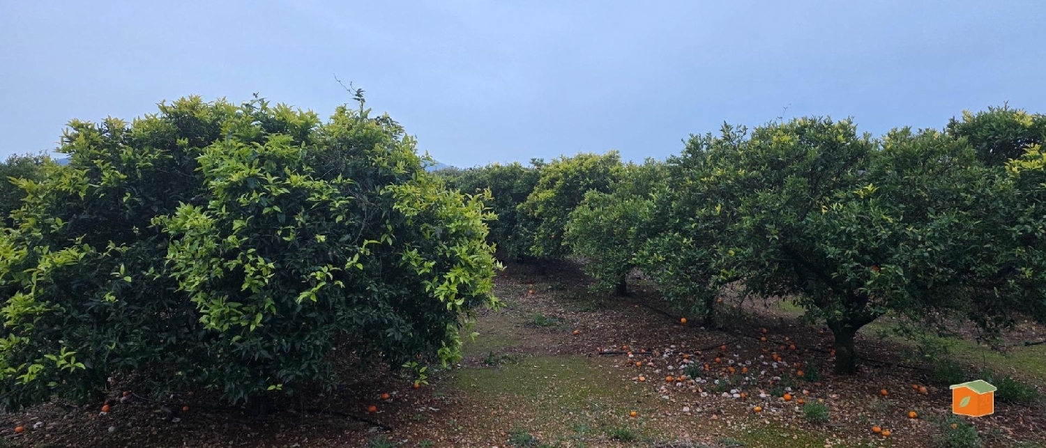  à vendre terrain Masdenverge Montsià 4