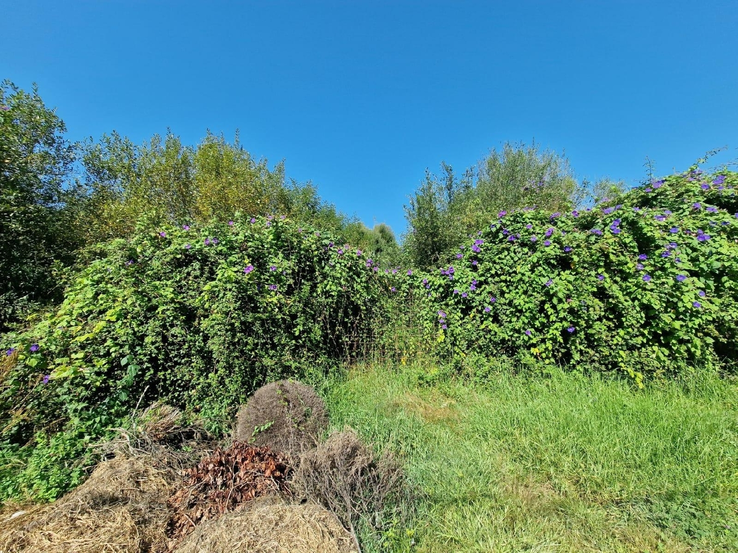  en venta terreno Moaña Morrazo 7