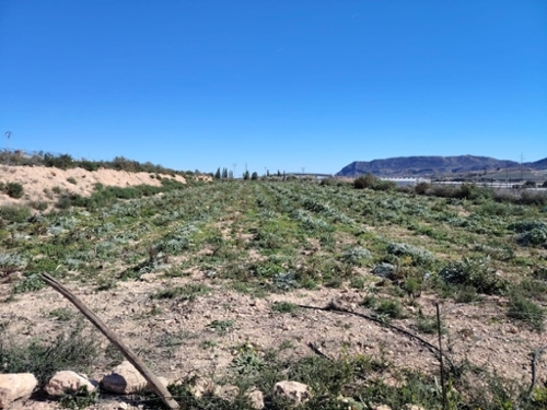 Monforte Del Cid Vinalopó Mitjà terrain foto 6351780