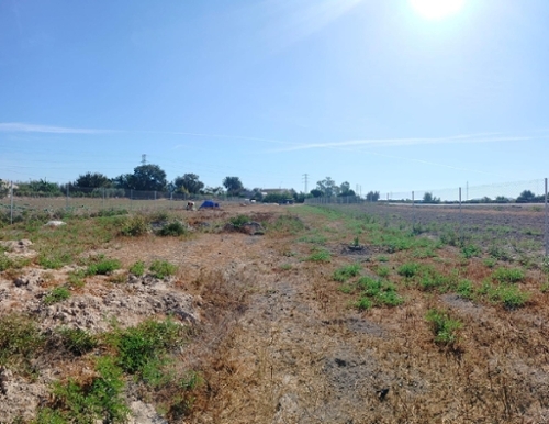 San Fulgencio Baix Segura terrain foto 6348991