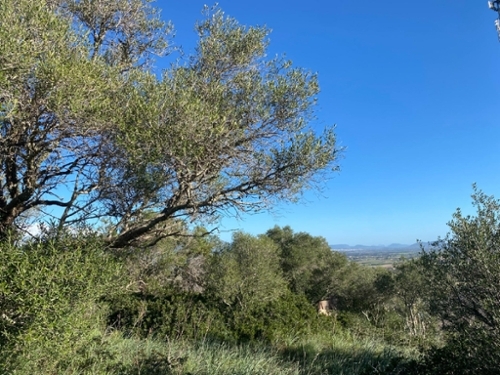 Santa Eugènia Pla (Es) perceel foto 6350139