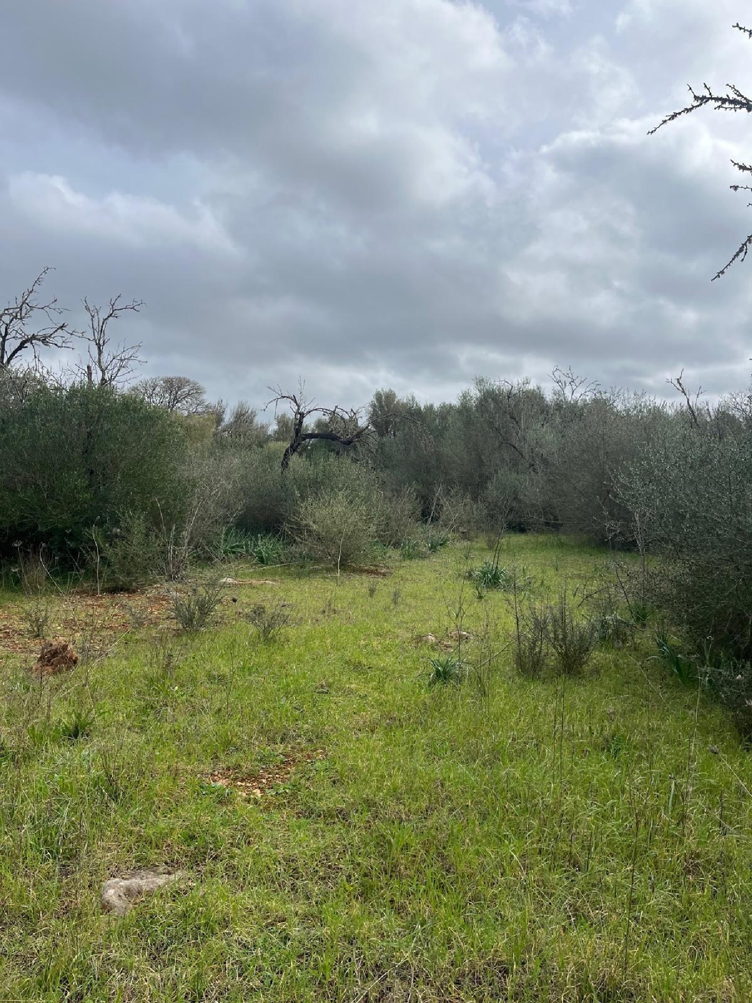  till salu tomt Sencelles Pla (Es) 5