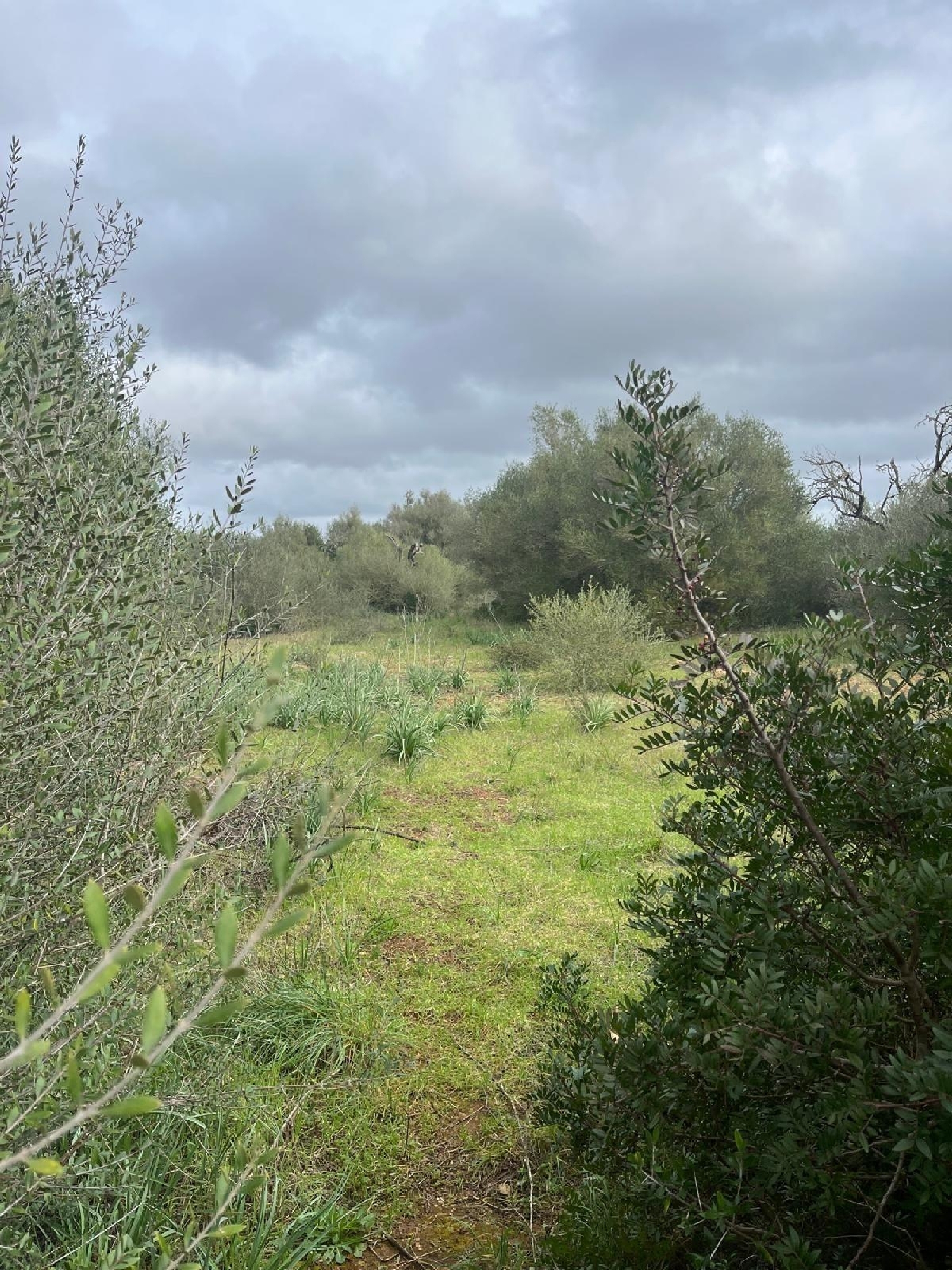  till salu tomt Sencelles Pla (Es) 6