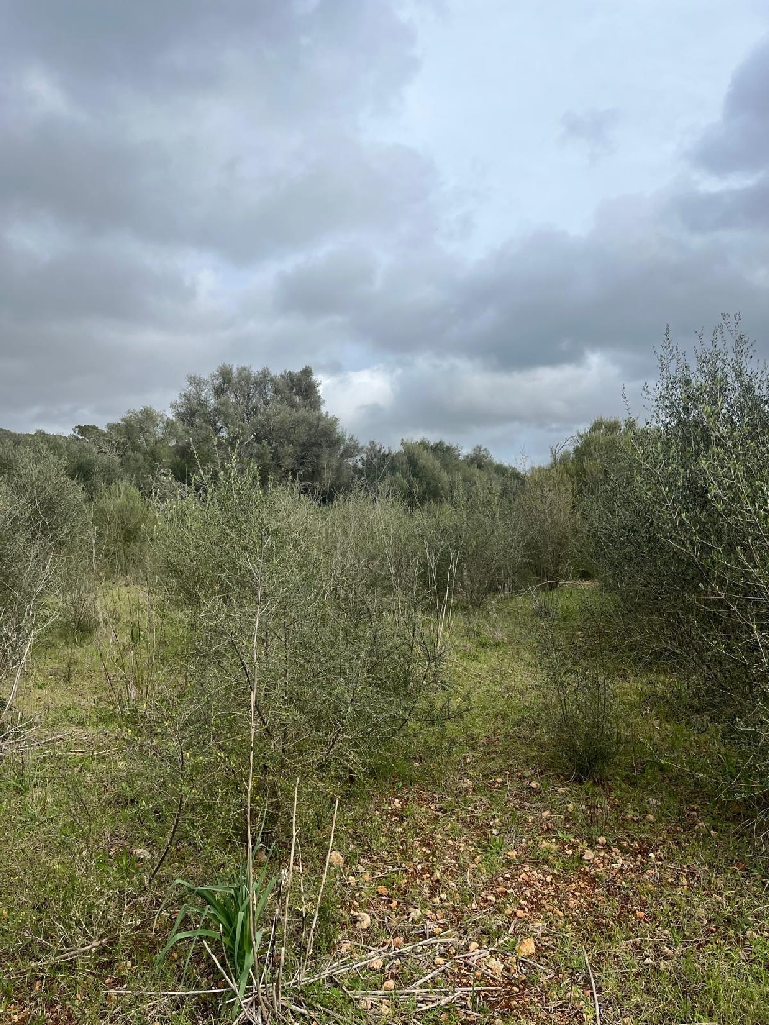  till salu tomt Sencelles Pla (Es) 3