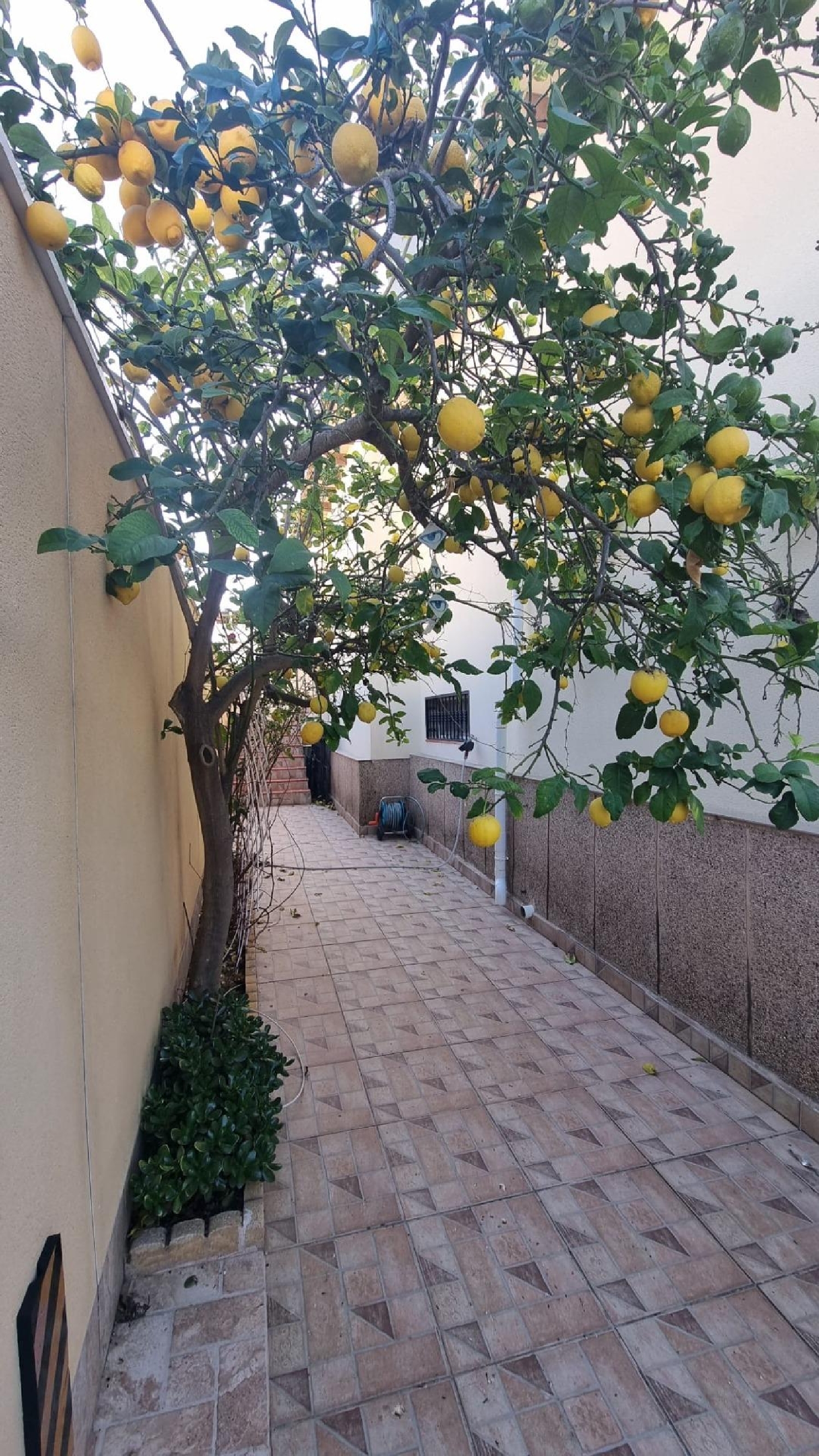  te koop villa Torrevieja Baix Segura 5