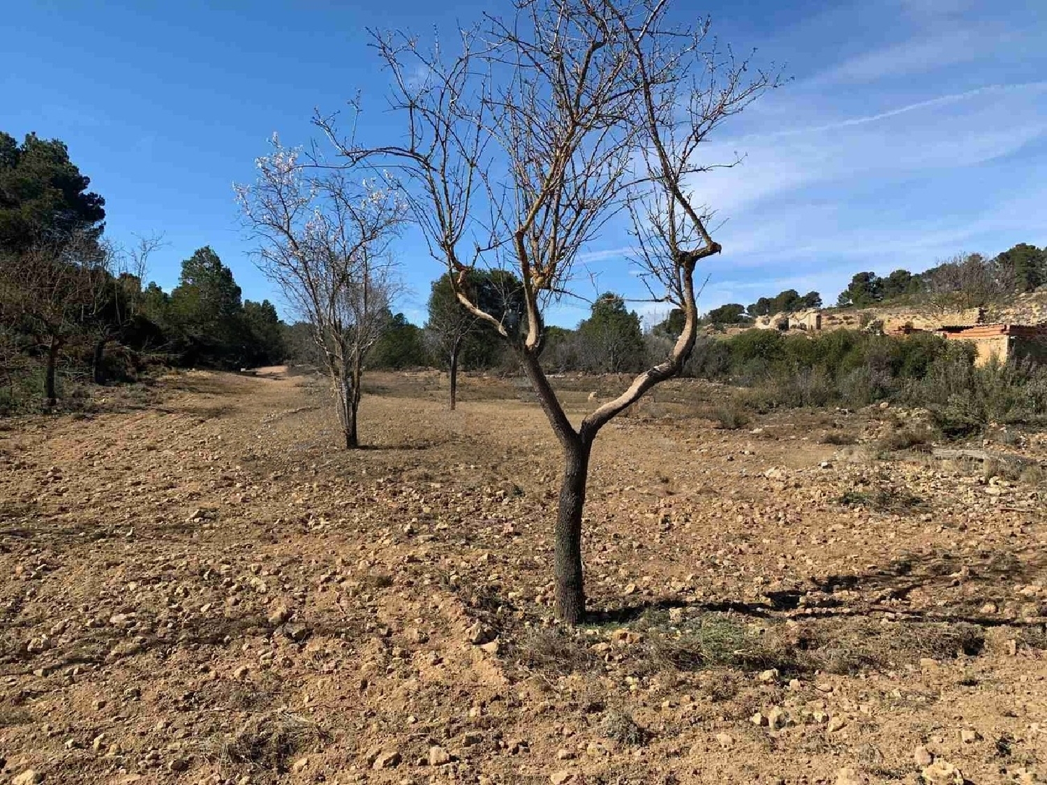  for sale country house Almansa Monte Ibérico Almansa 29