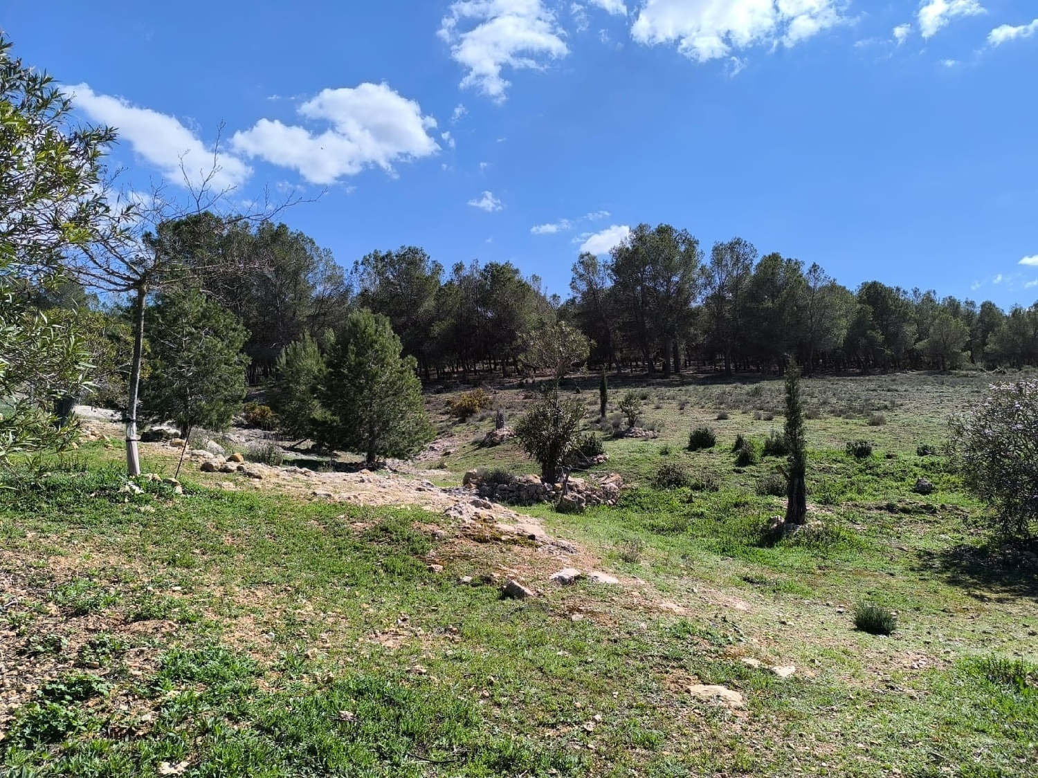  te koop boerderij Campo De Mirra Alt Vinalopó 5