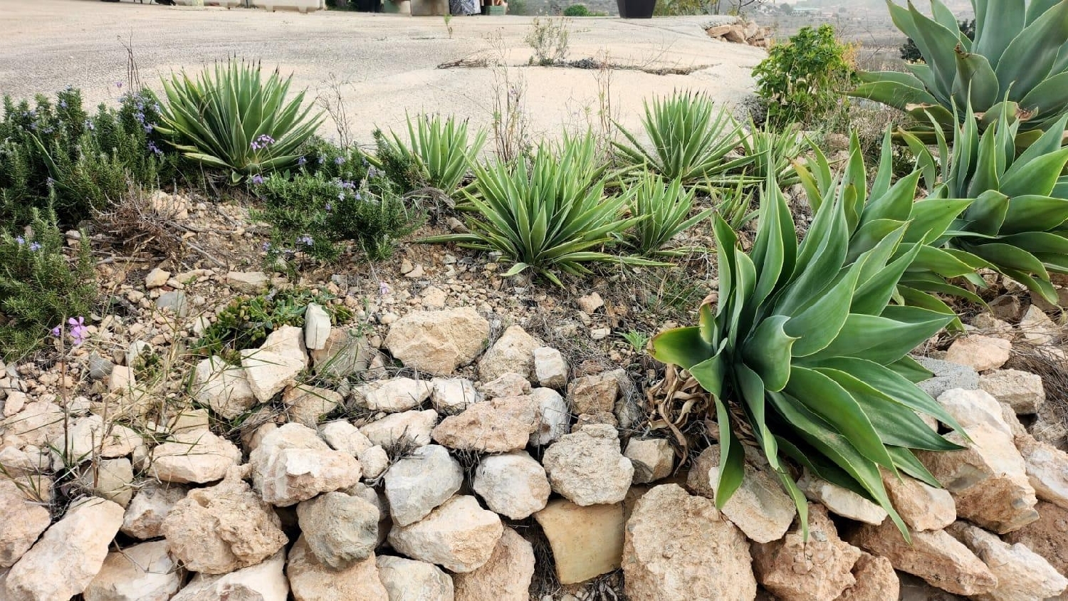  en venta finca rústica Hondón De Las Nieves Vinalopó Mitjà 6