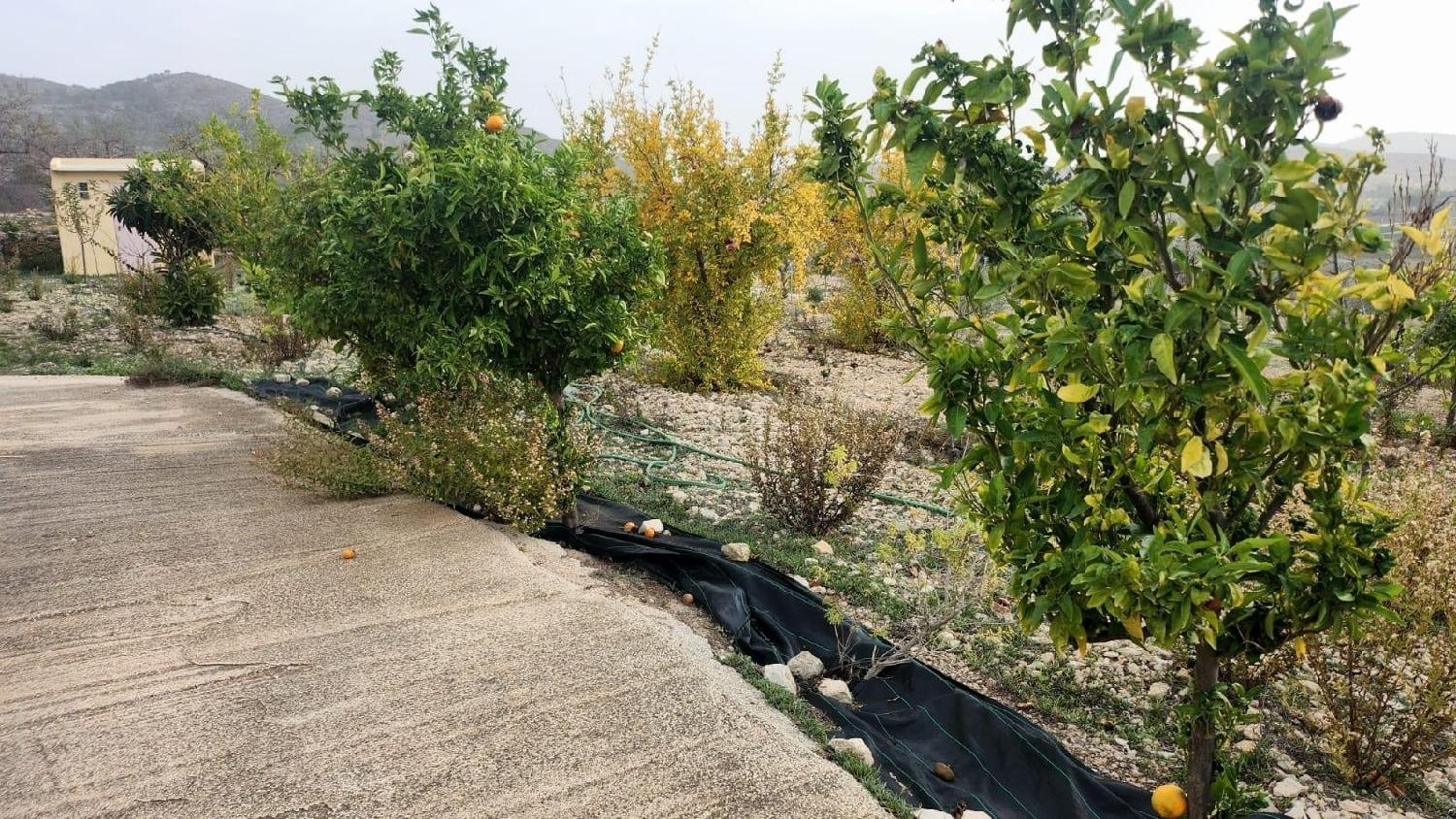  en venta finca rústica Hondón De Las Nieves Vinalopó Mitjà 8