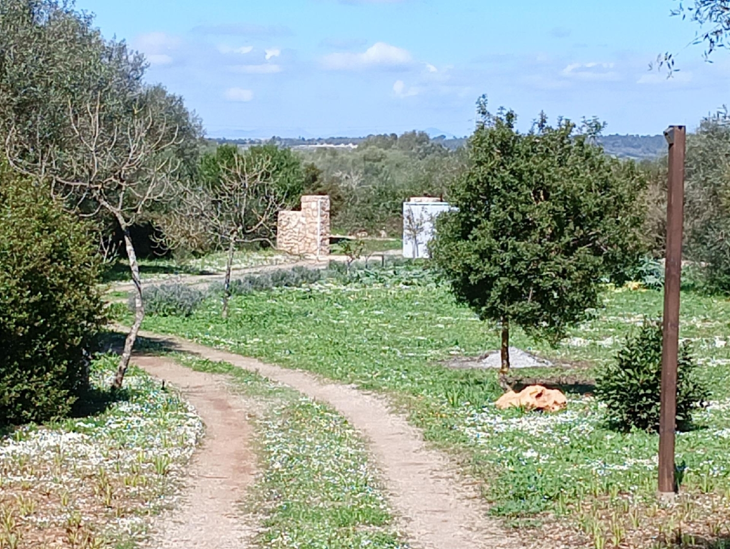  en venta finca rústica Manacor Llevant 6
