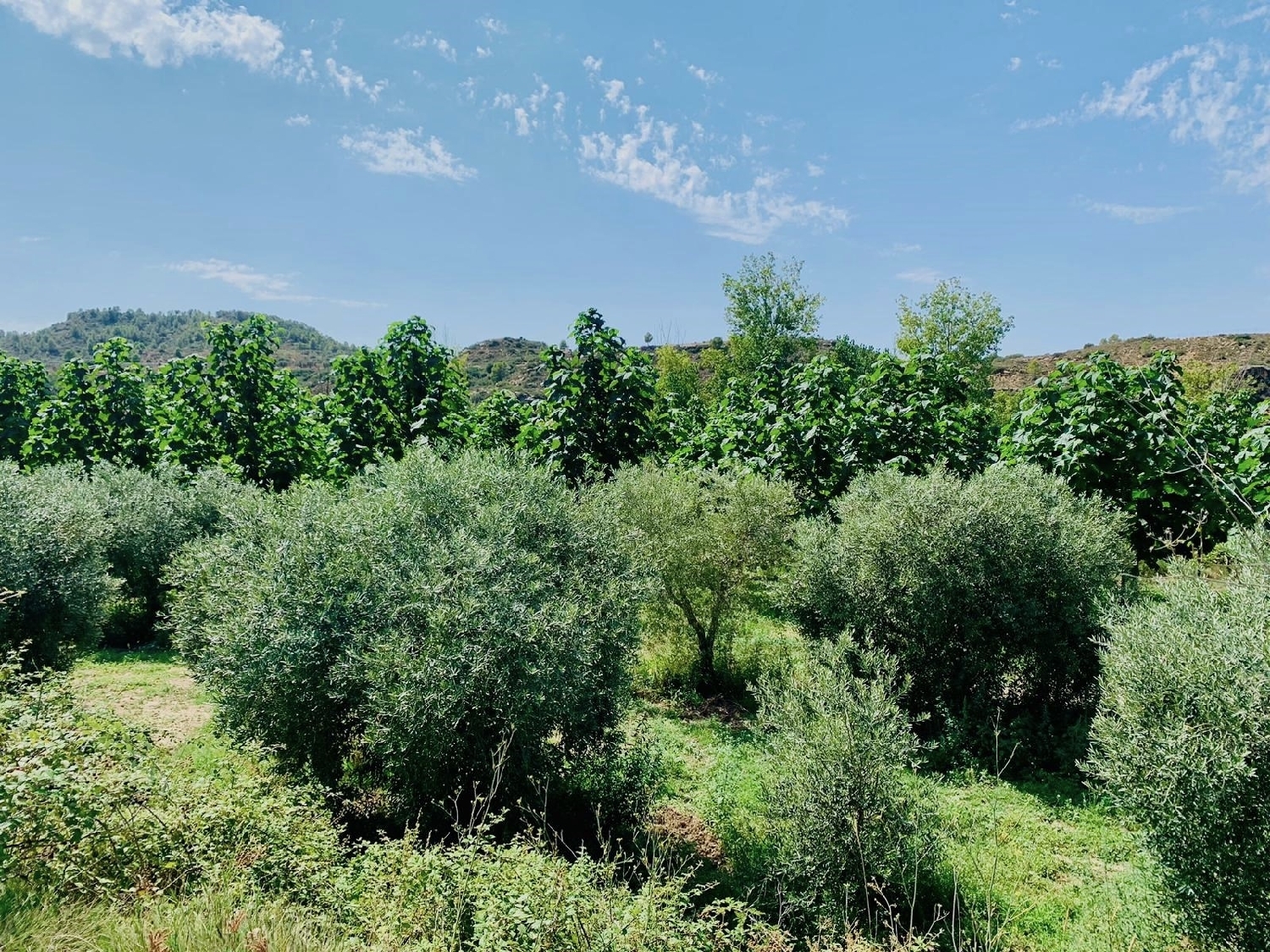  kaufen Landhaus Mazaleón Matarraña 12