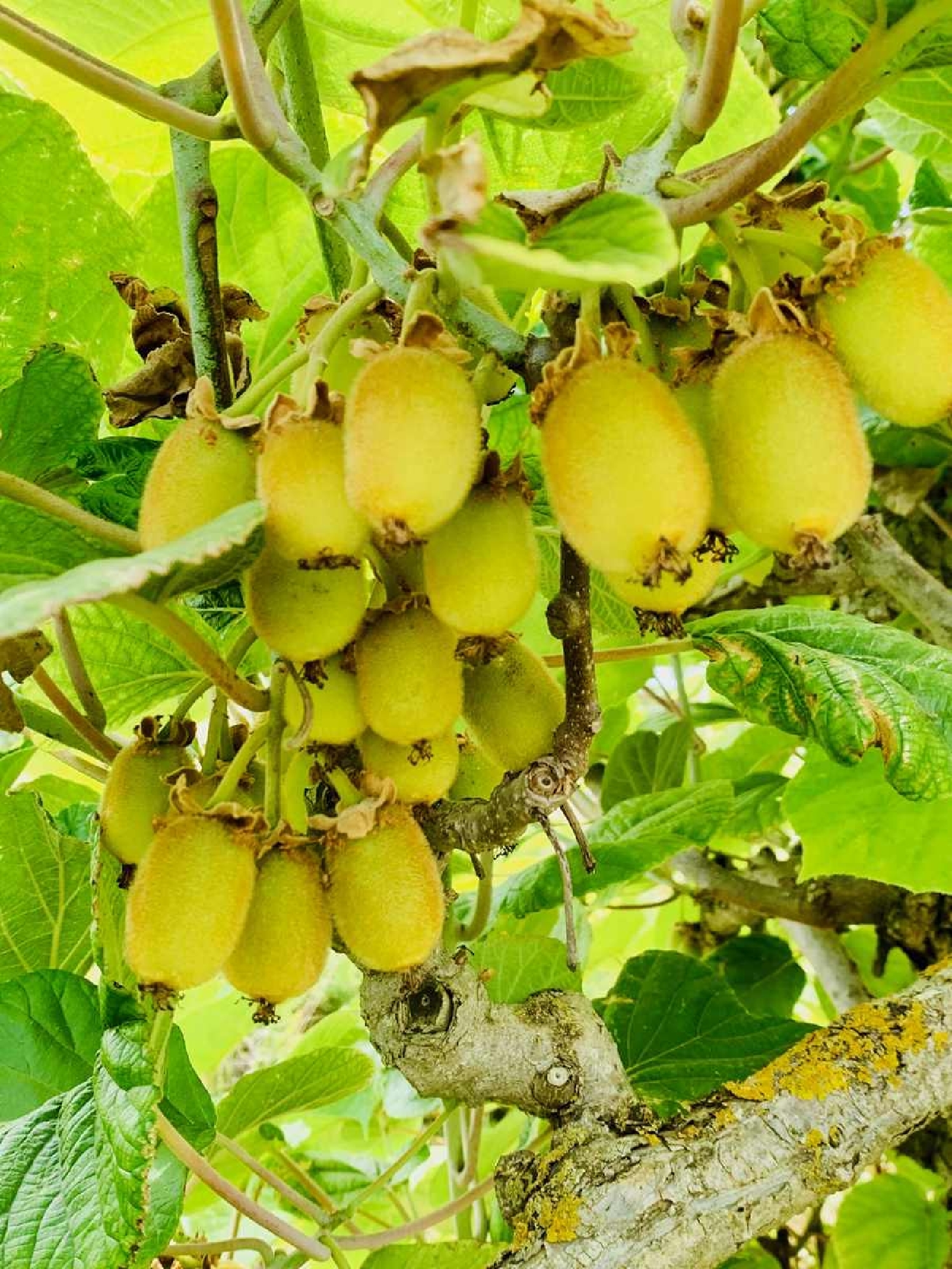  kaufen Landhaus Mazaleón Matarraña 15