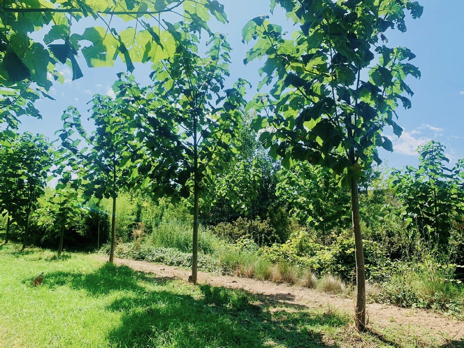  kaufen Landhaus Mazaleón Matarraña 13