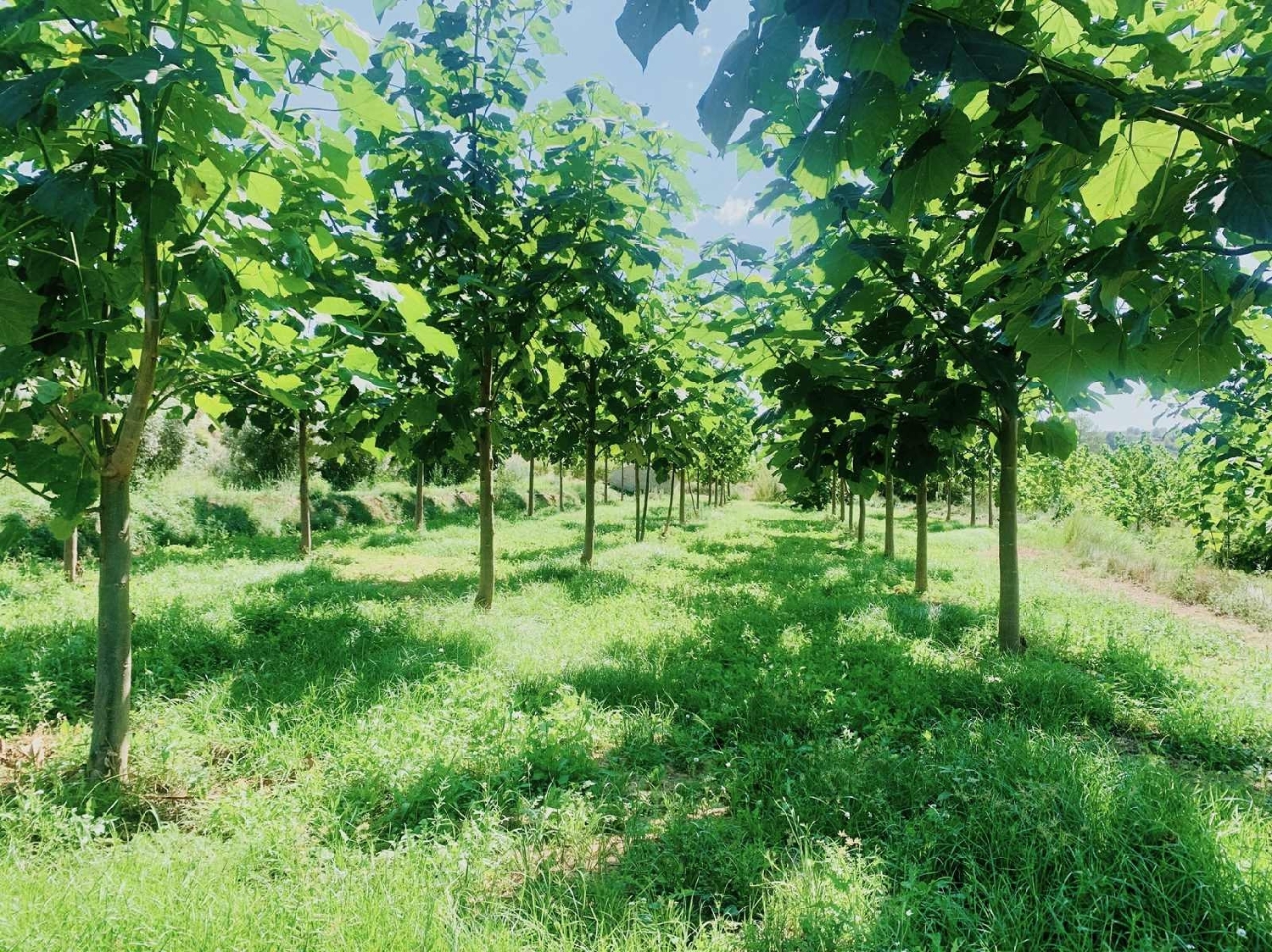  kaufen Landhaus Mazaleón Matarraña 14