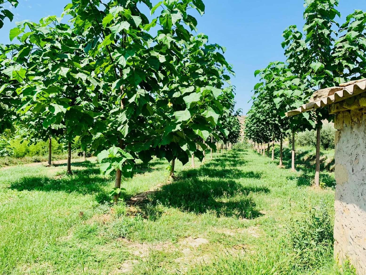  kaufen Landhaus Mazaleón Matarraña 9
