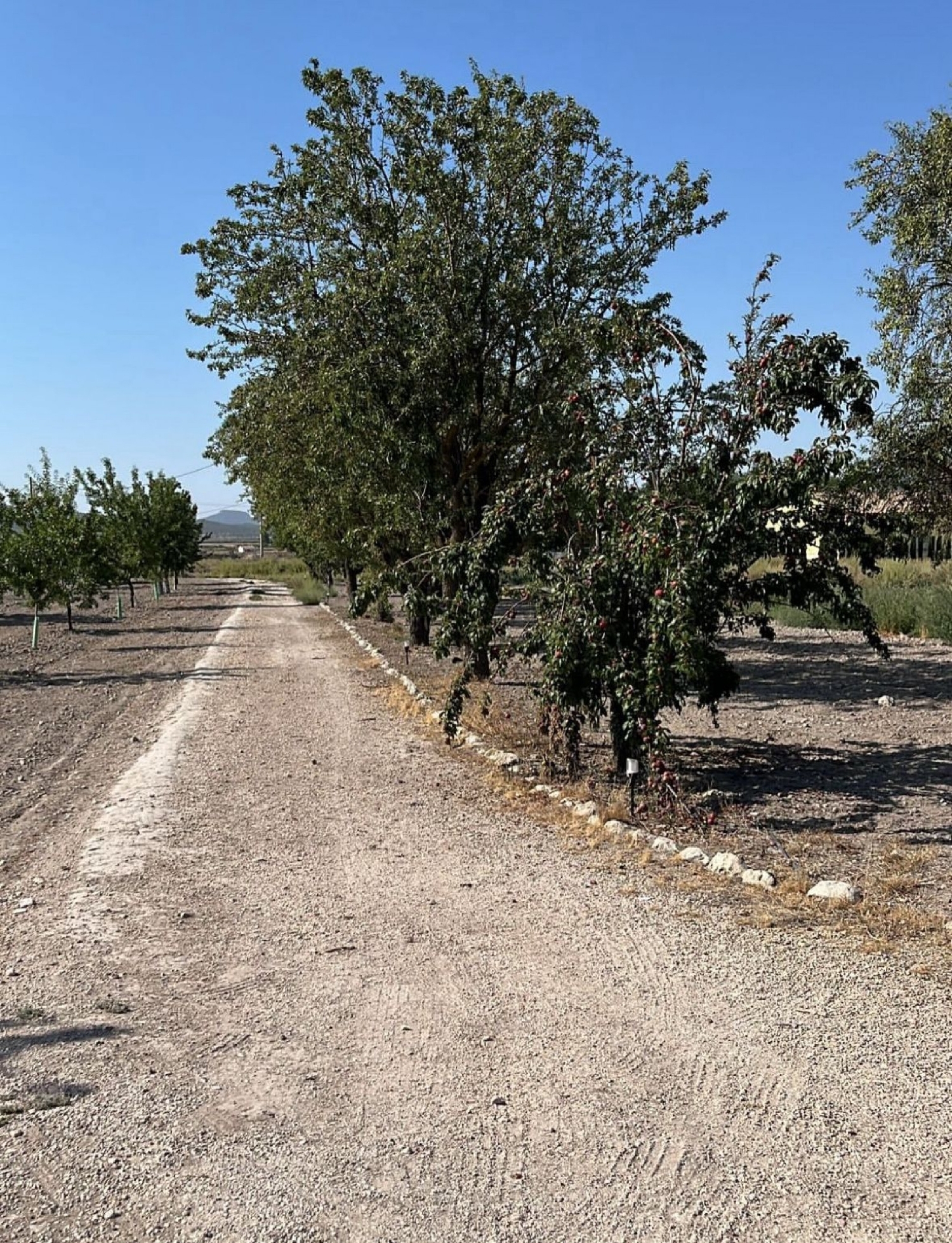 en venta finca rústica Salinas Alt Vinalopó 19