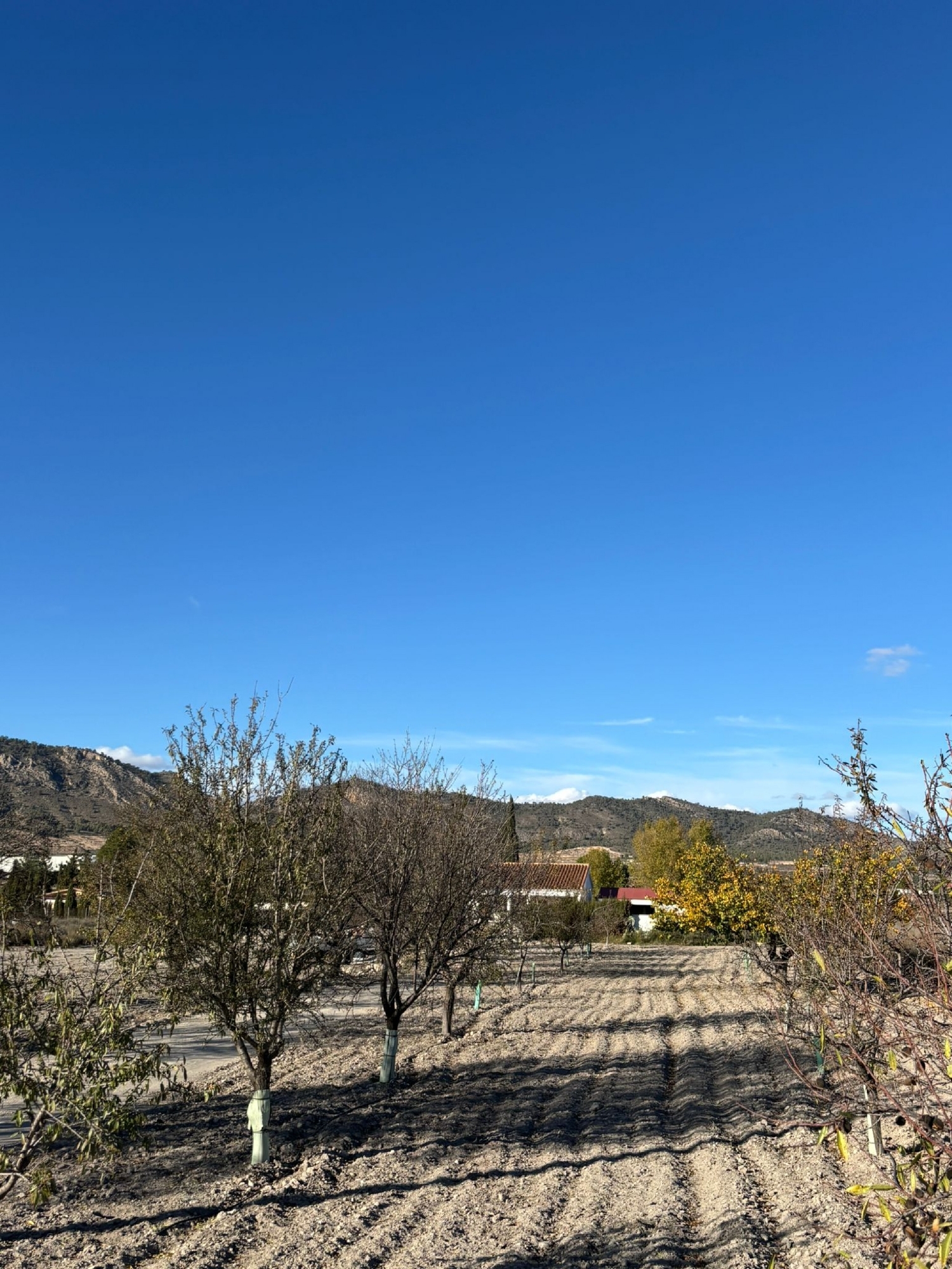  en venta finca rústica Salinas Alt Vinalopó 20