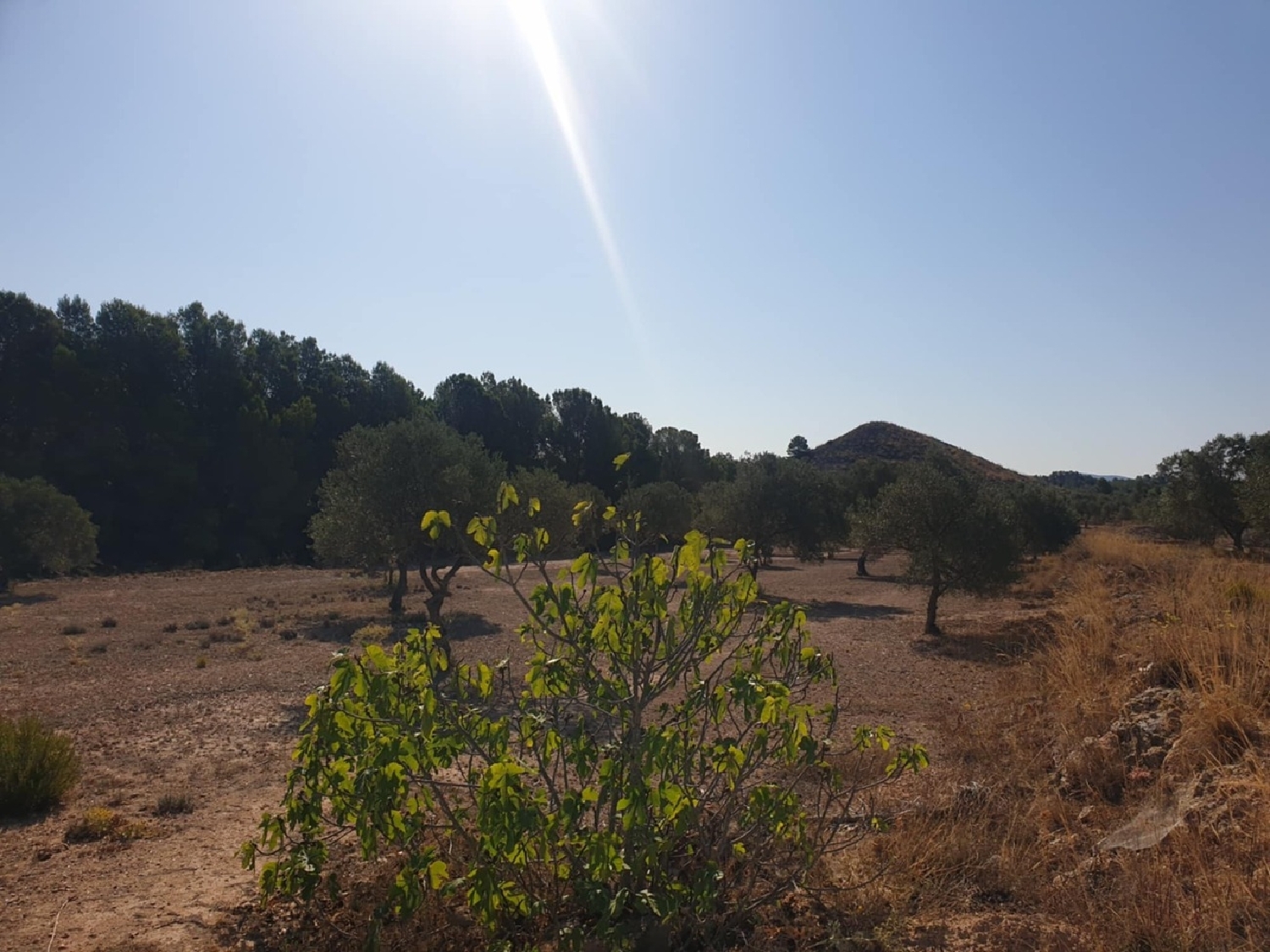  for sale country house Sax Alt Vinalopó 36