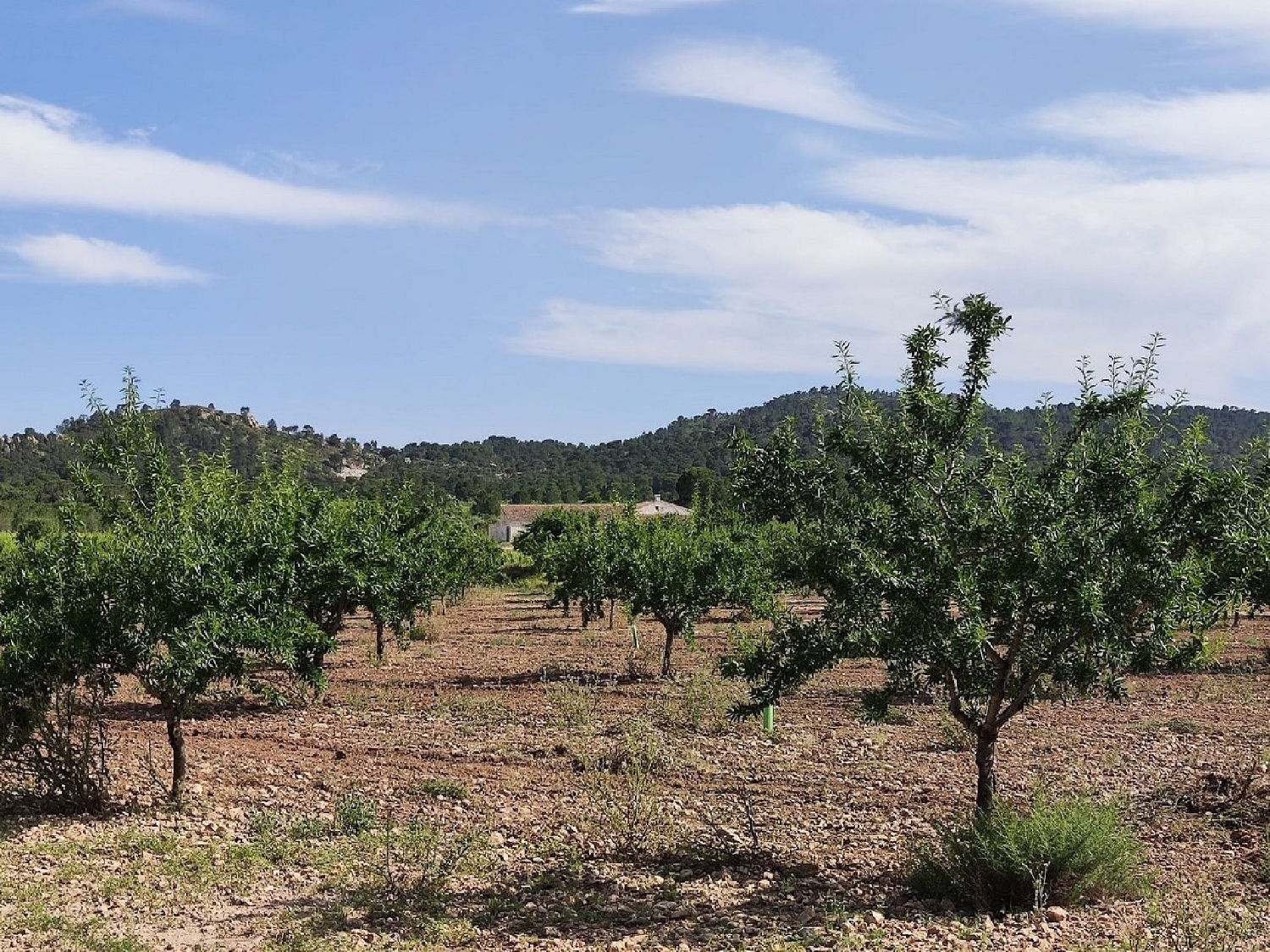  kaufen Landhaus Yecla Altiplano 3
