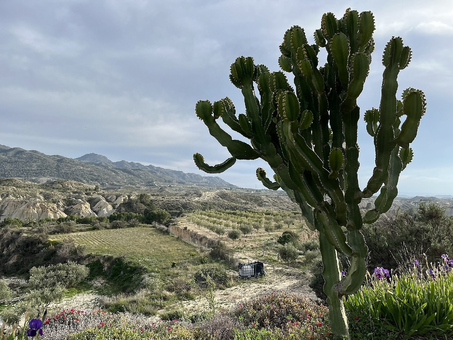  kaufen Haus Abanilla Oriental 8