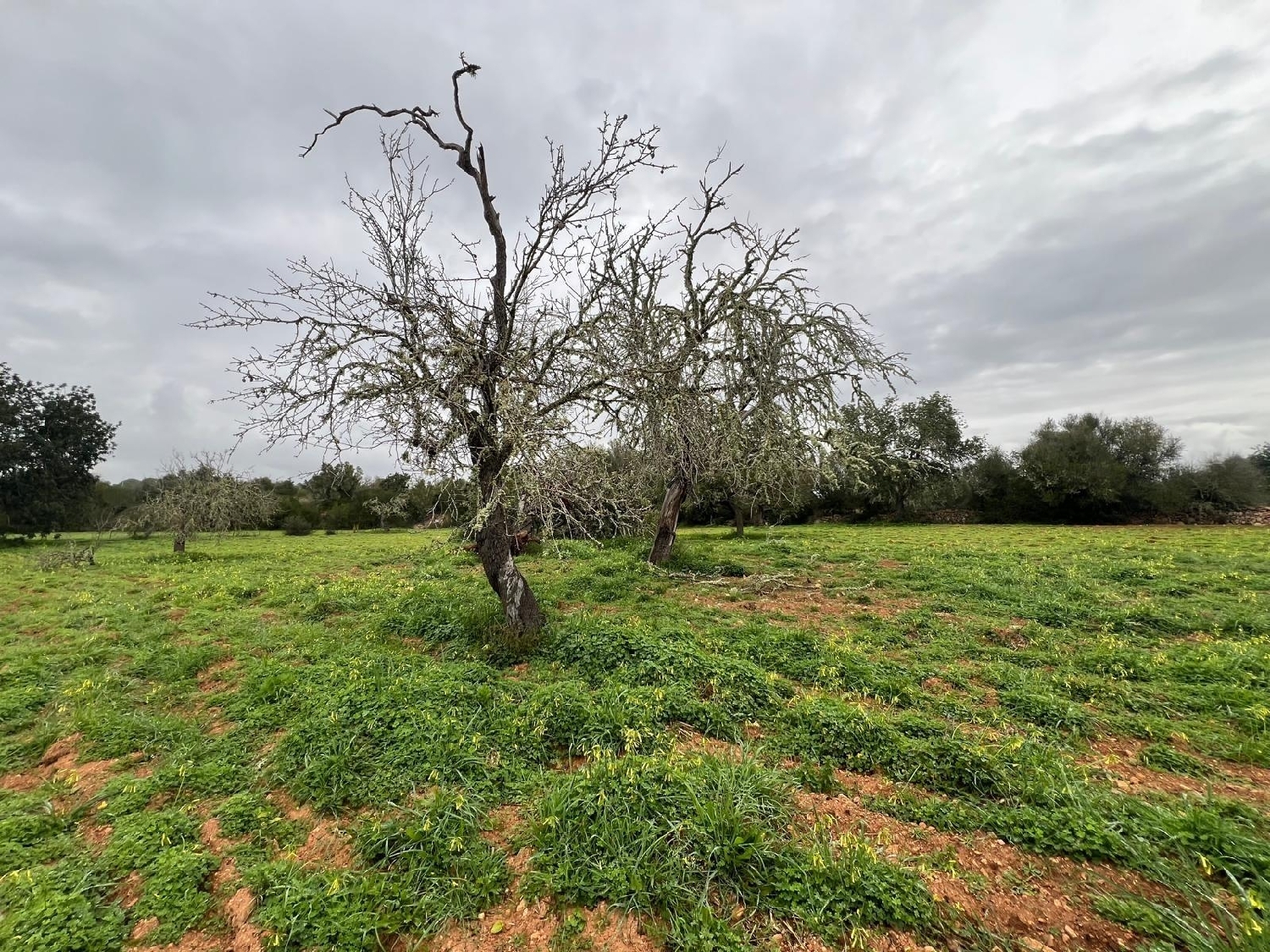  till salu hus Campos Sud 4