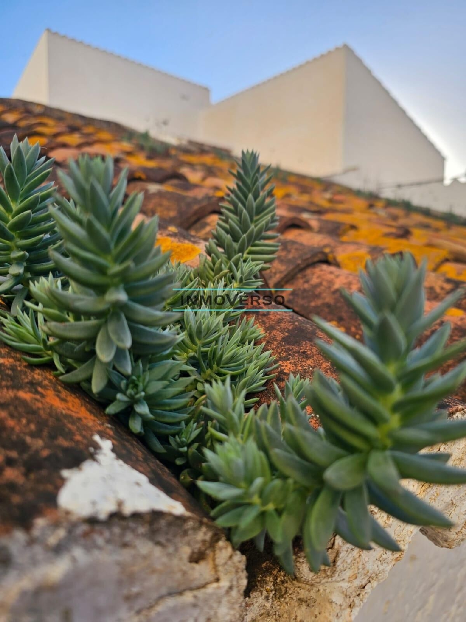  for sale house Iznate Axarquía 8