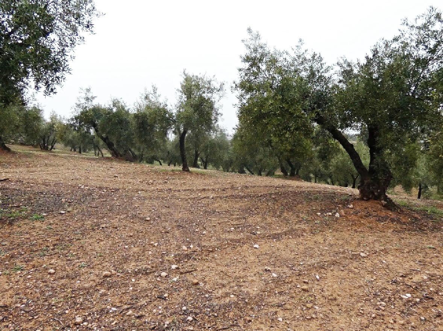  kaufen Haus Peligros Vega De Granada 2