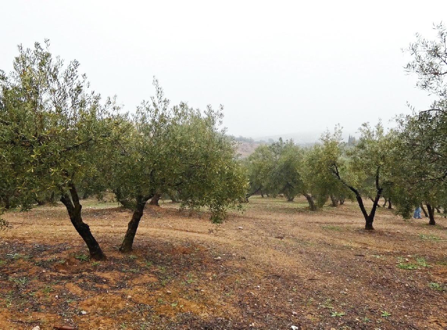  kaufen Haus Peligros Vega De Granada 7