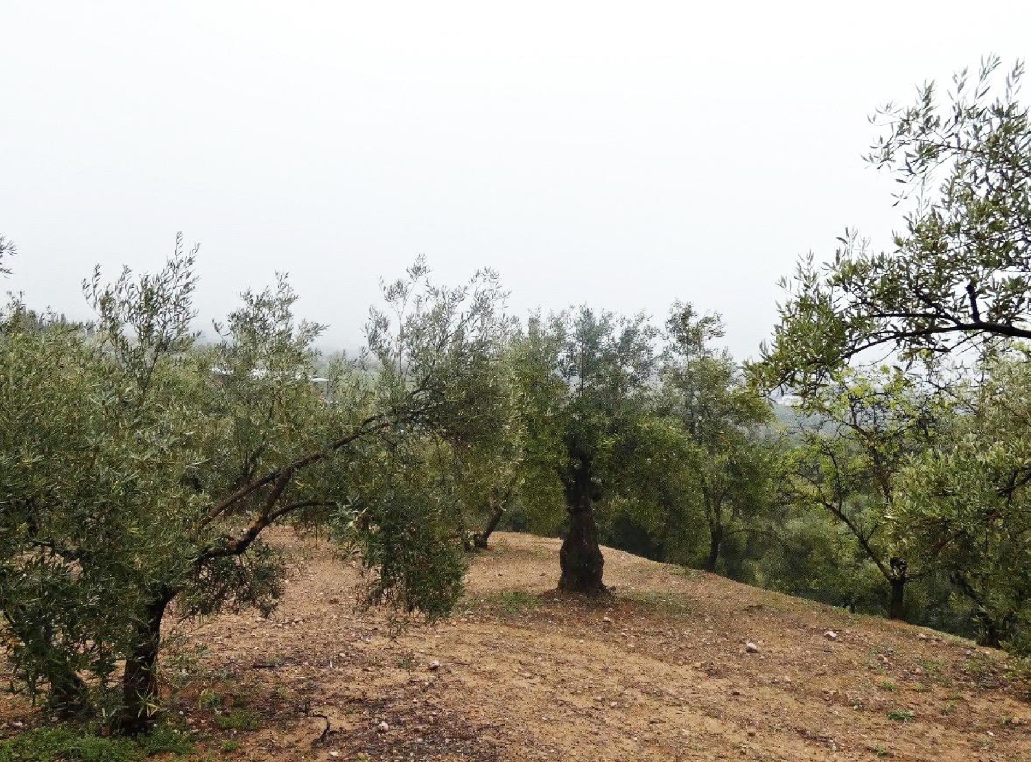  kaufen Haus Peligros Vega De Granada 8