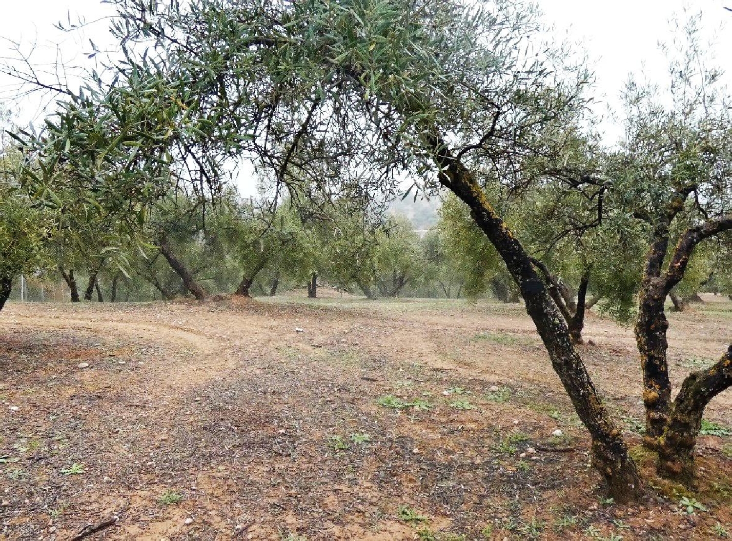  kaufen Haus Peligros Vega De Granada 6