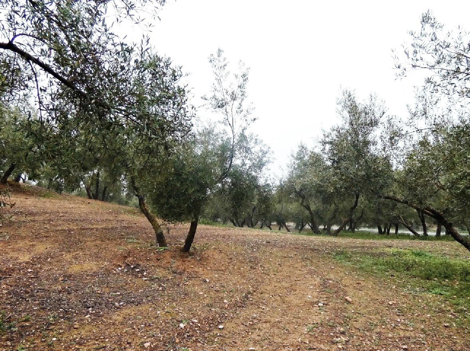  kaufen Haus Peligros Vega De Granada 4