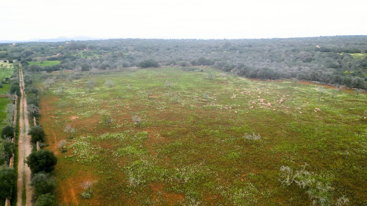  for sale house Ses Salines Sud 2