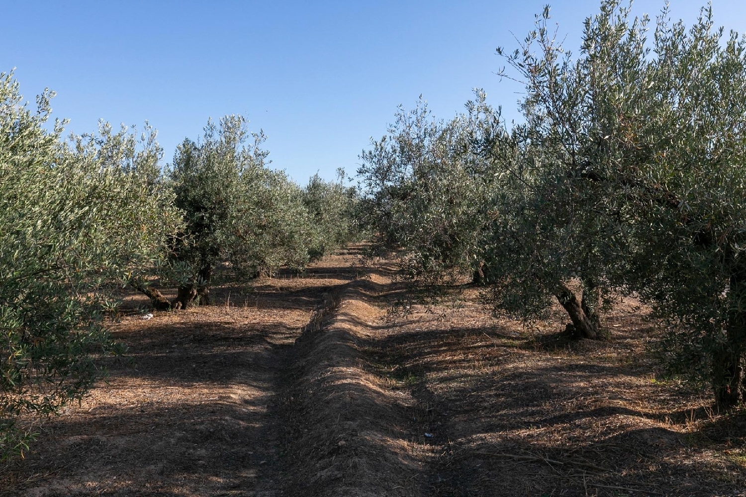  for sale plot Albolote Vega De Granada 7