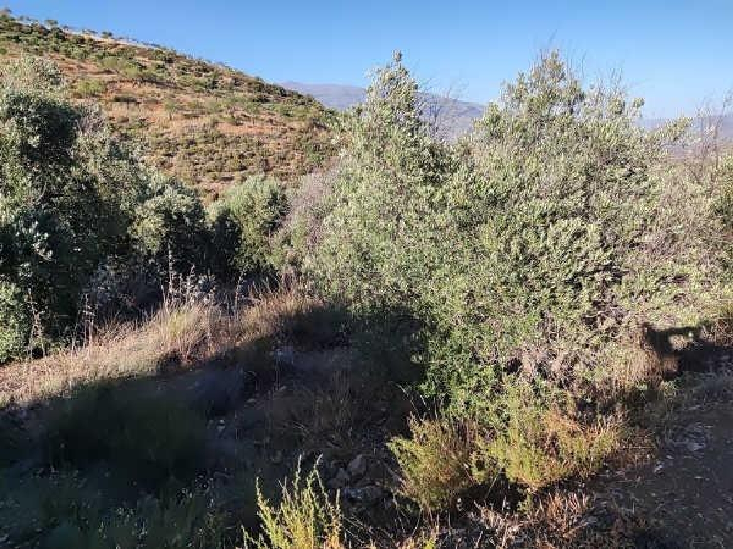  te koop perceel Albuñuelas Valle De Lecrín 5