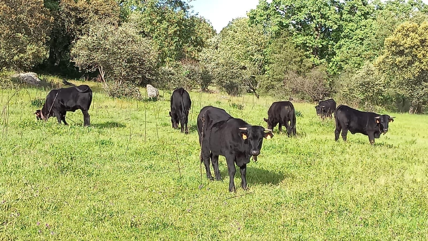 for sale plot Aquelavila Arzúa 7