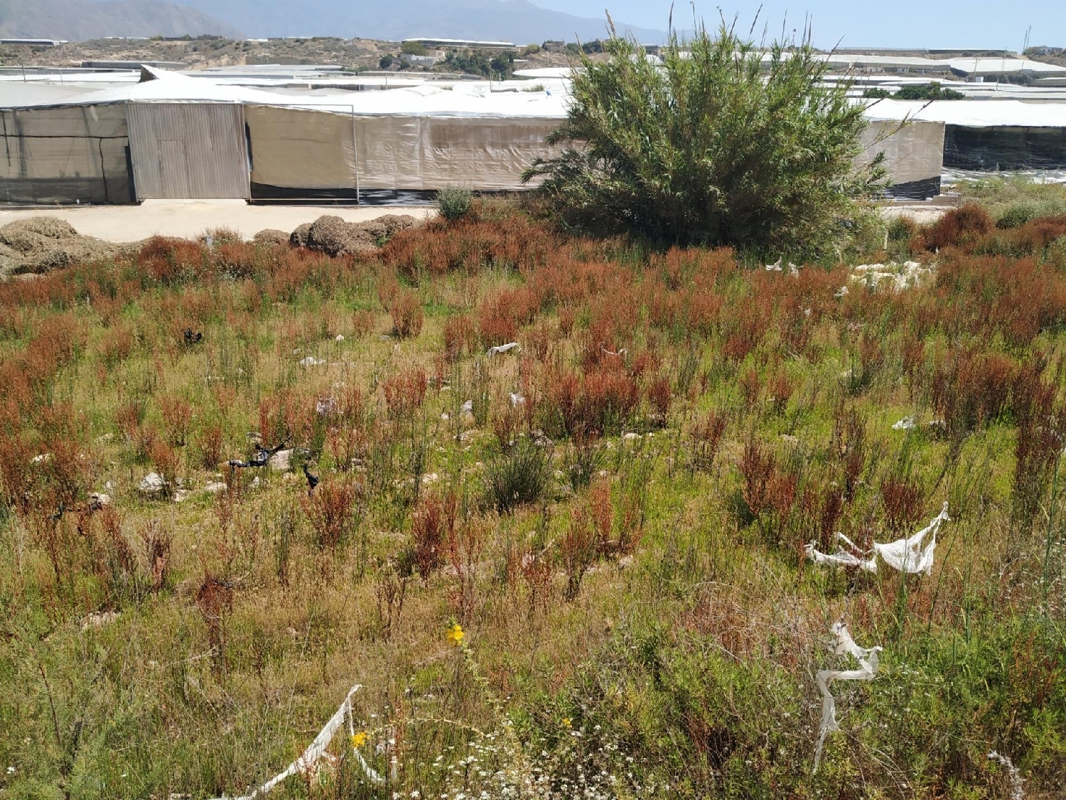  en venta terreno Balerma Poniente Almeriense 7