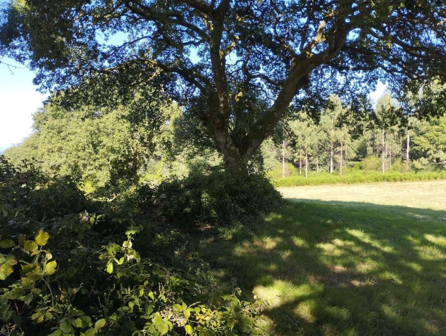  kaufen Grundstück Begonte Terra Chá 1