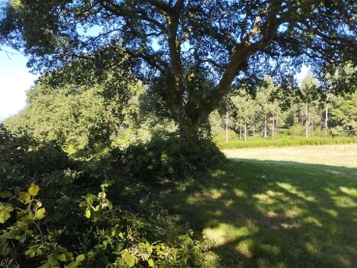 Begonte Terra Chá Grundstück Bild 6366405