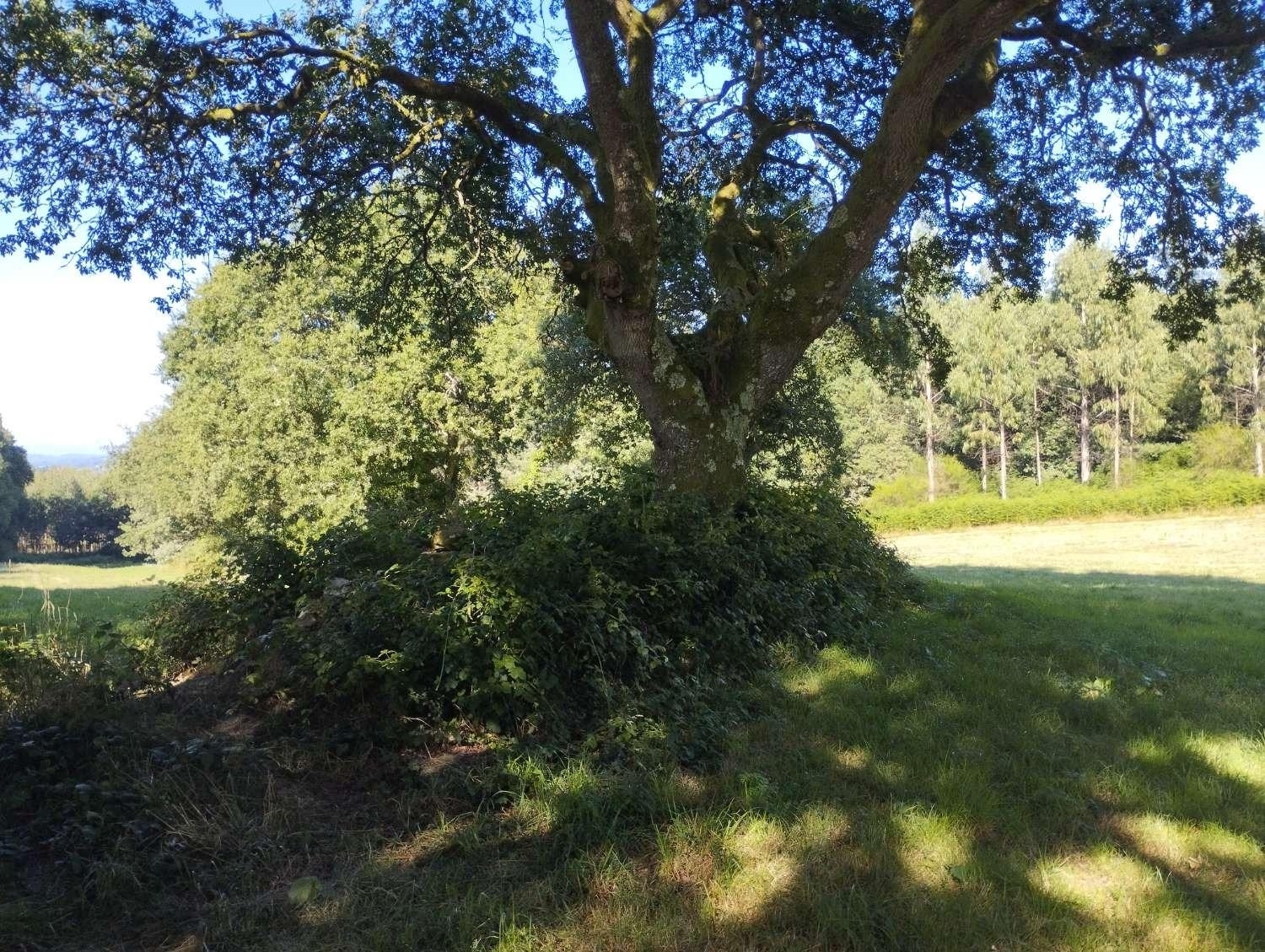  kaufen Grundstück Begonte Terra Chá 6