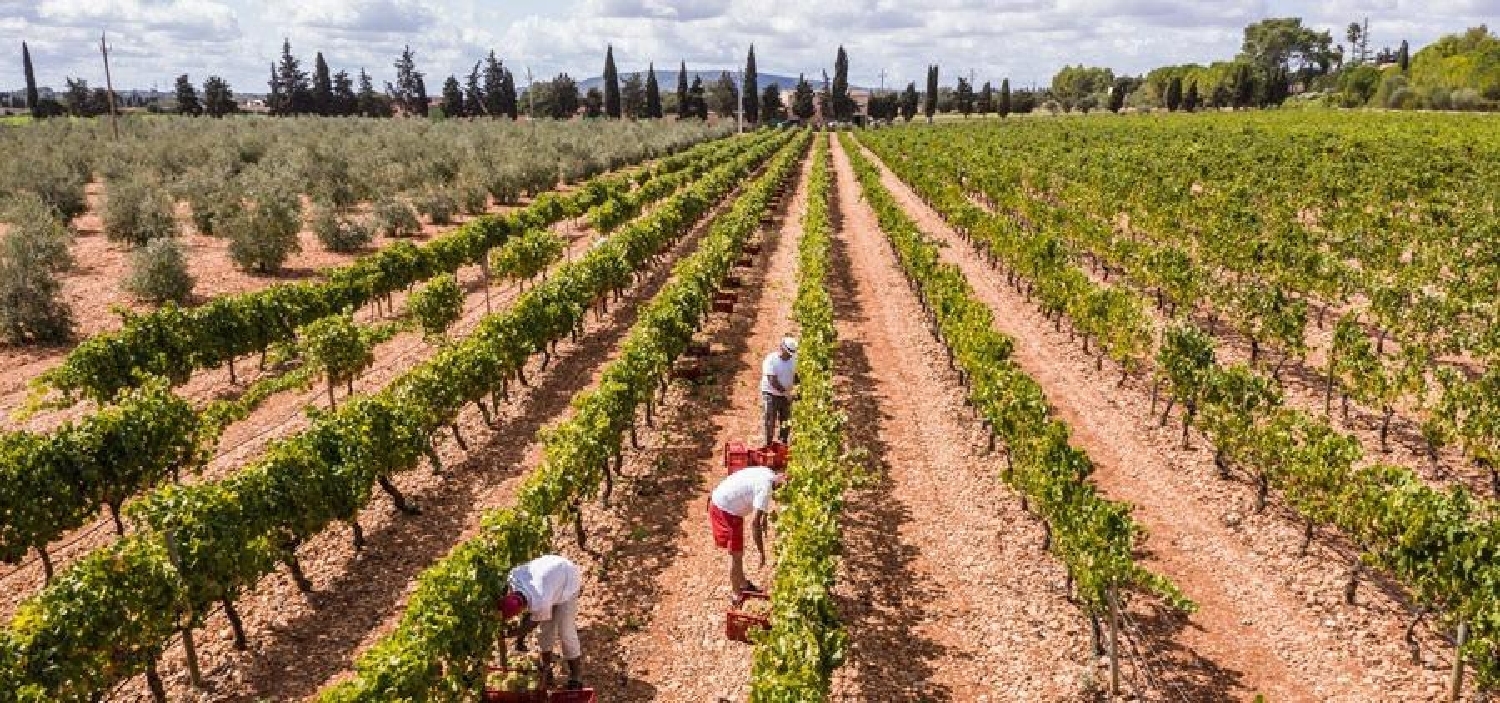  en venta terreno Binissalem Raiguer 8