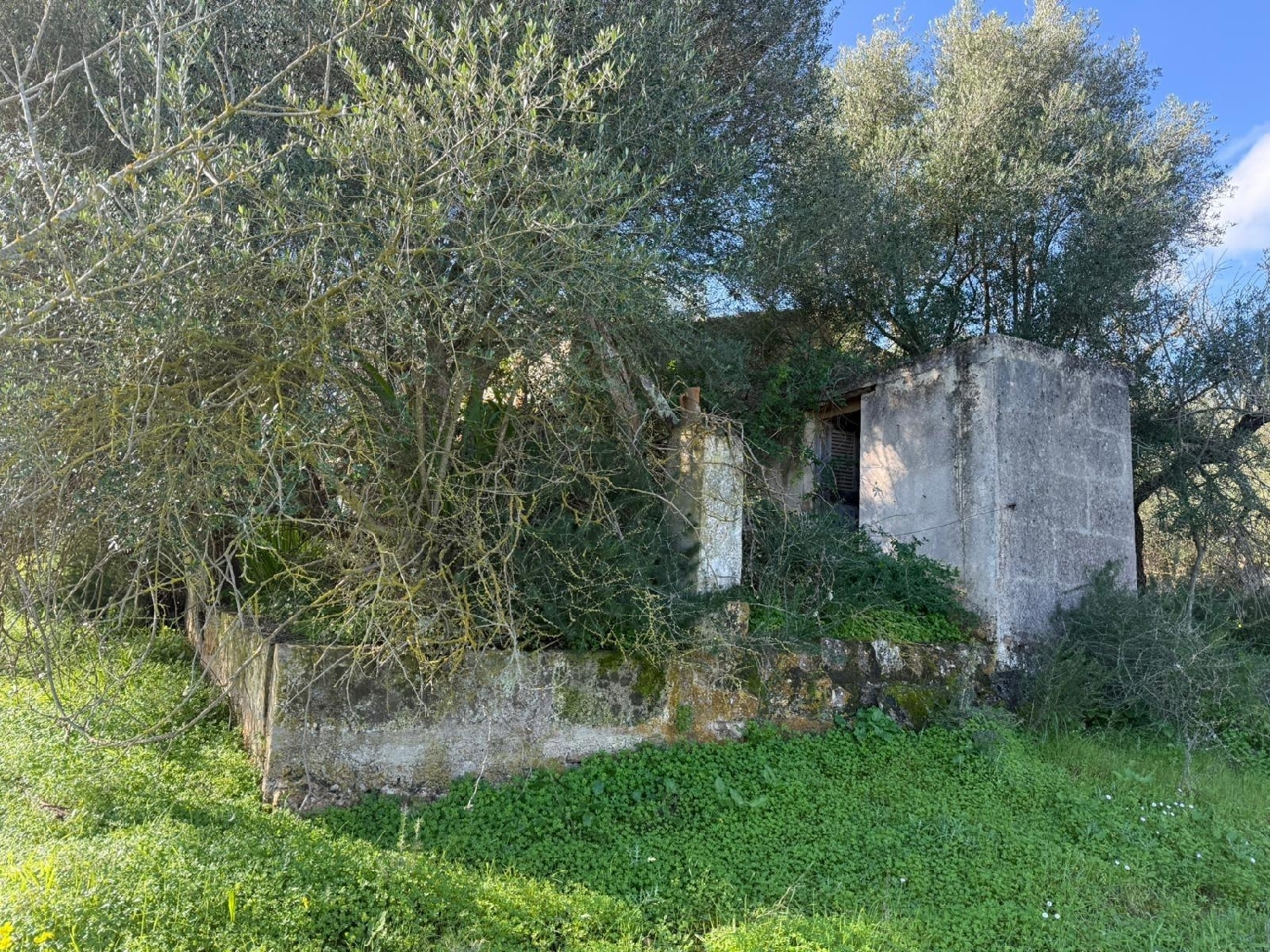  kaufen Grundstück Campanet Raiguer 6