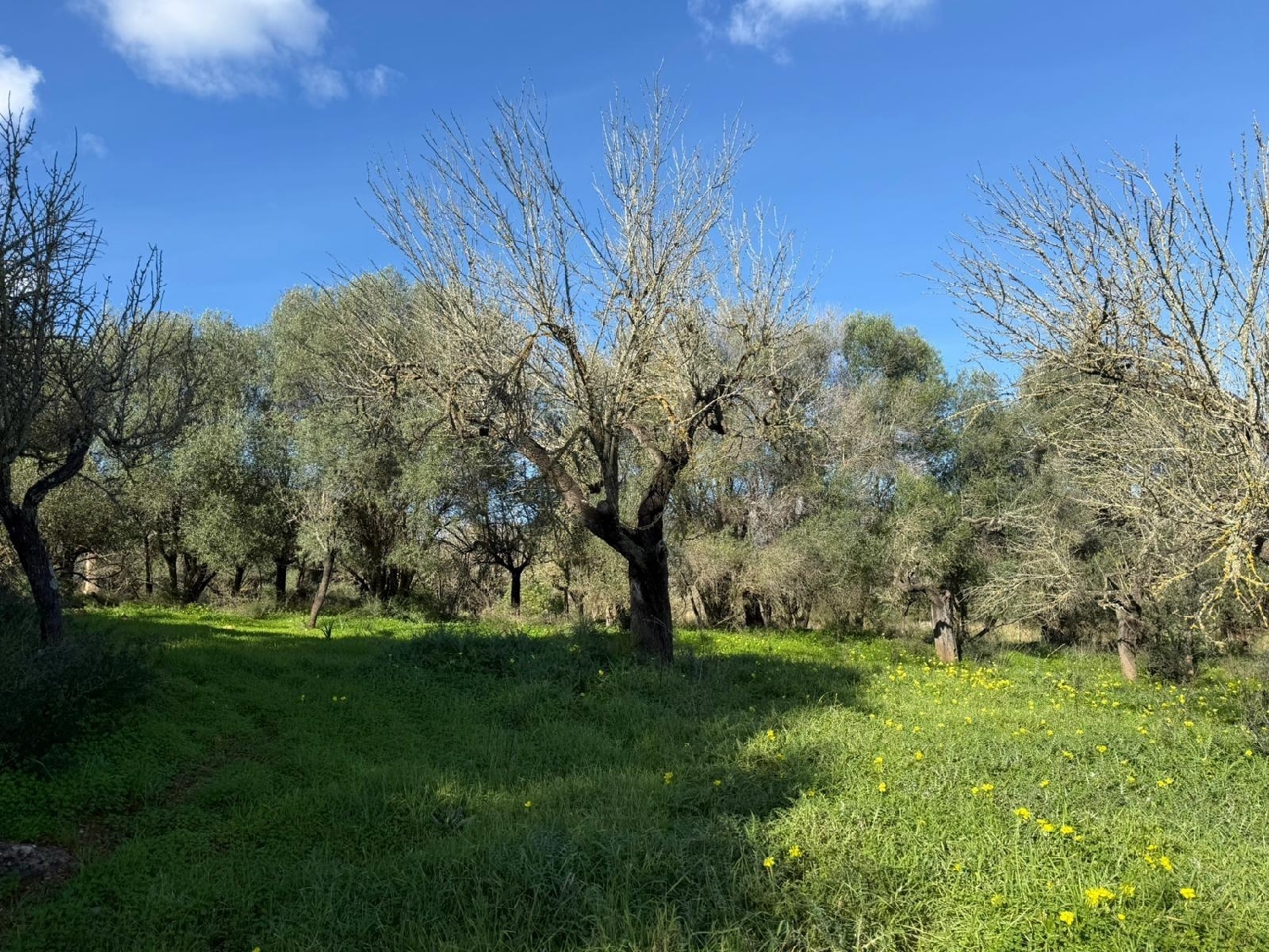  kaufen Grundstück Campanet Raiguer 3