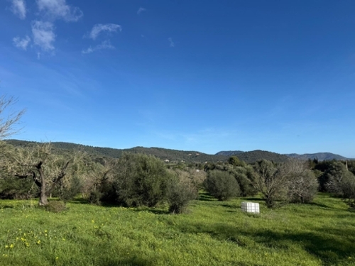 Campanet Raiguer Grundstück Bild 6362029