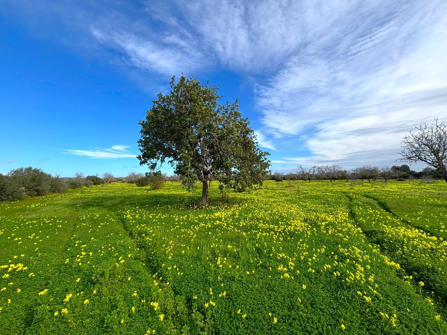  à vendre terrain Campos Sud 1